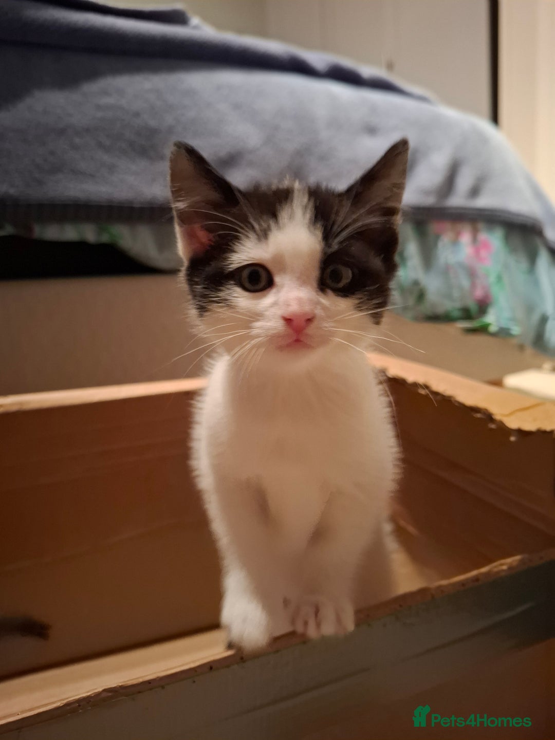 Mixed Breed cats for sale: seven funny kittens - Image 33