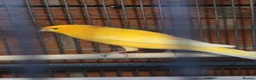 Canaries birds for sale: Persian canary  - Advert 7