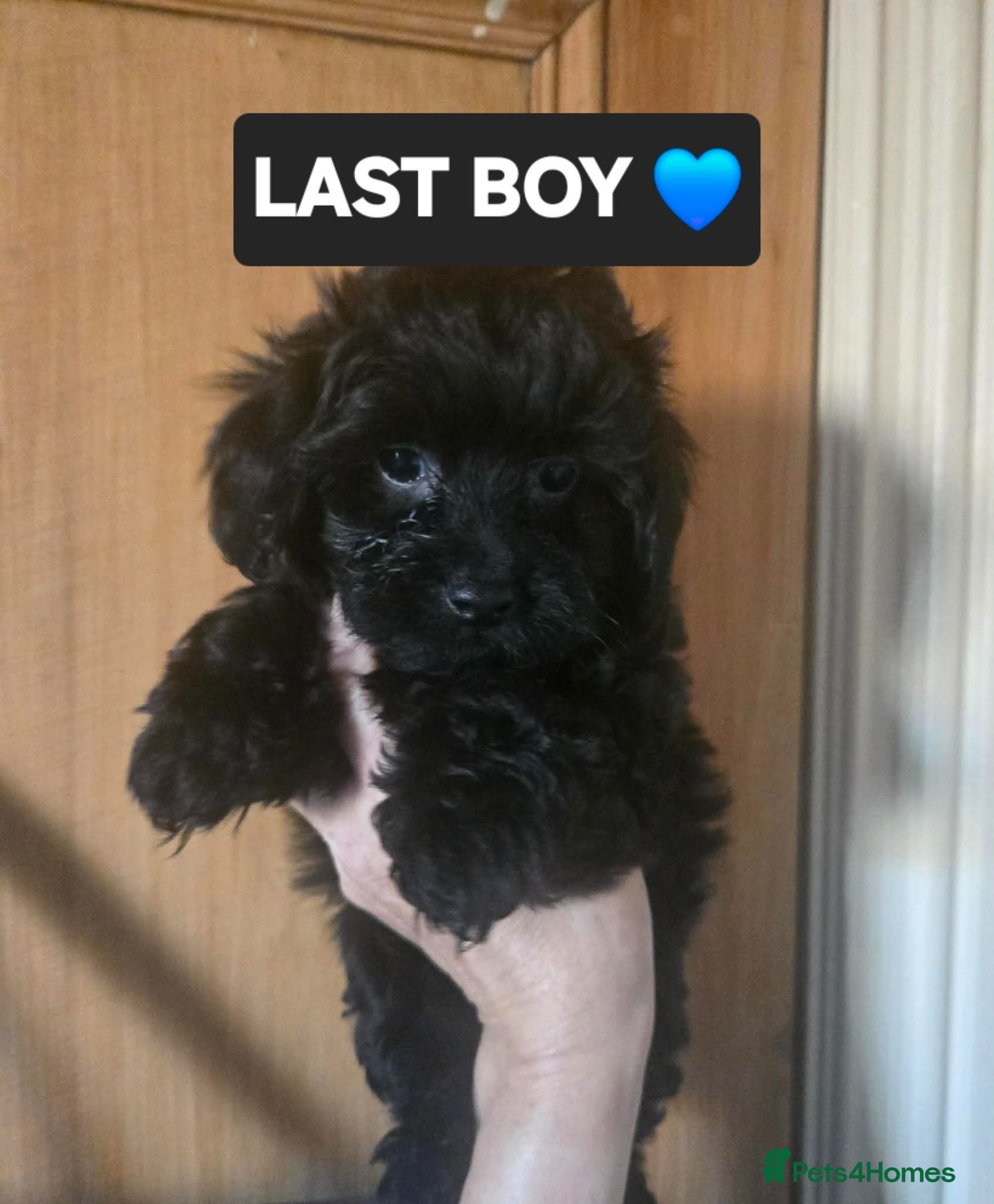 Yorkiepoo dogs LAST BOY 💙!! - Tiny YORKSHIRE PEKAPOOS! - Advert 3