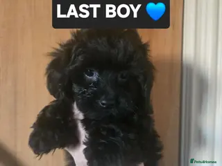 Yorkiepoo dogs LAST BOY 💙!! - Tiny YORKSHIRE PEKAPOOS! - Advert 3