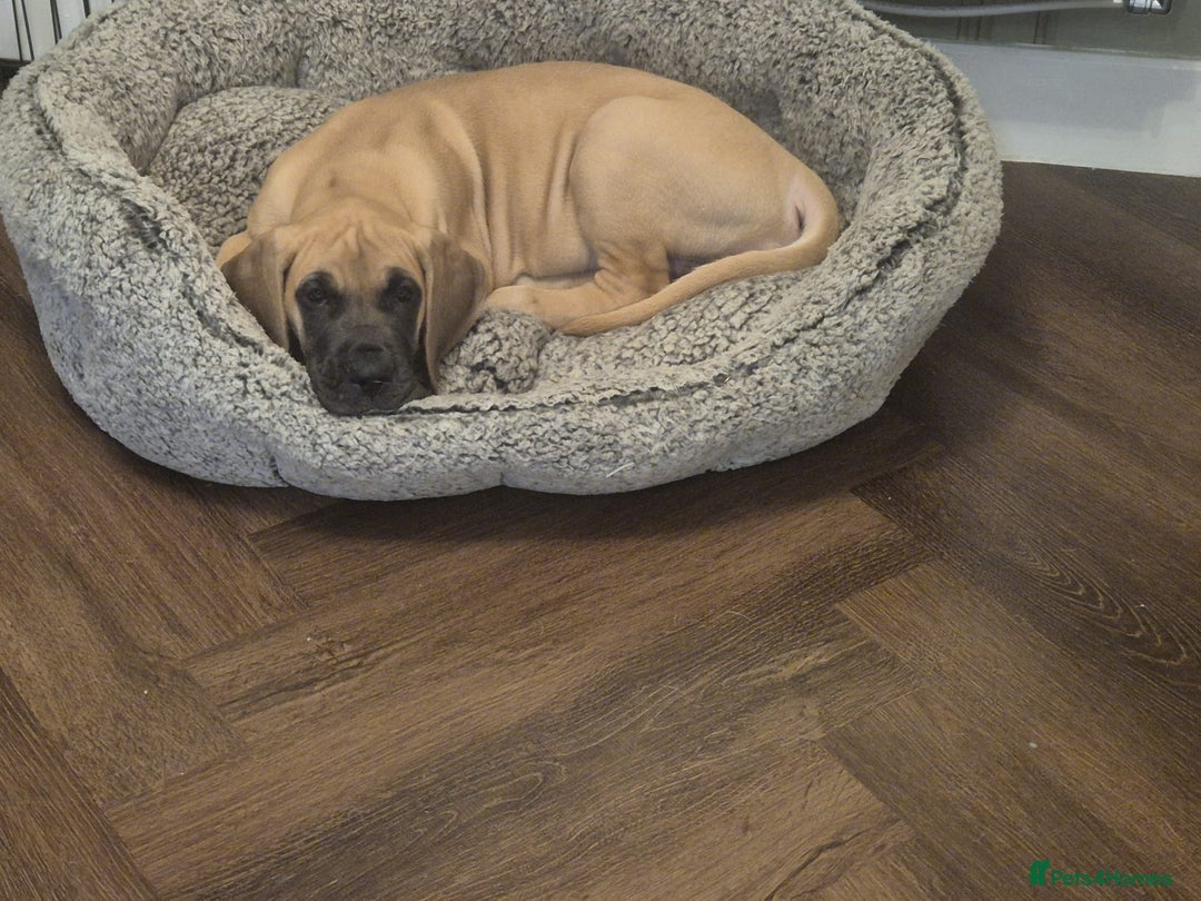 Great Dane dogs for sale: Sarhara & Atlanta are show quality Great Danes - Advert 16