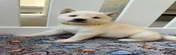 Japanese Shiba Inu dogs for sale: Japanese Shiba Inu Puppies - Advert 7