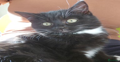 Mixed Breed cats Friendly kittens different ages - ready now - Advert 13