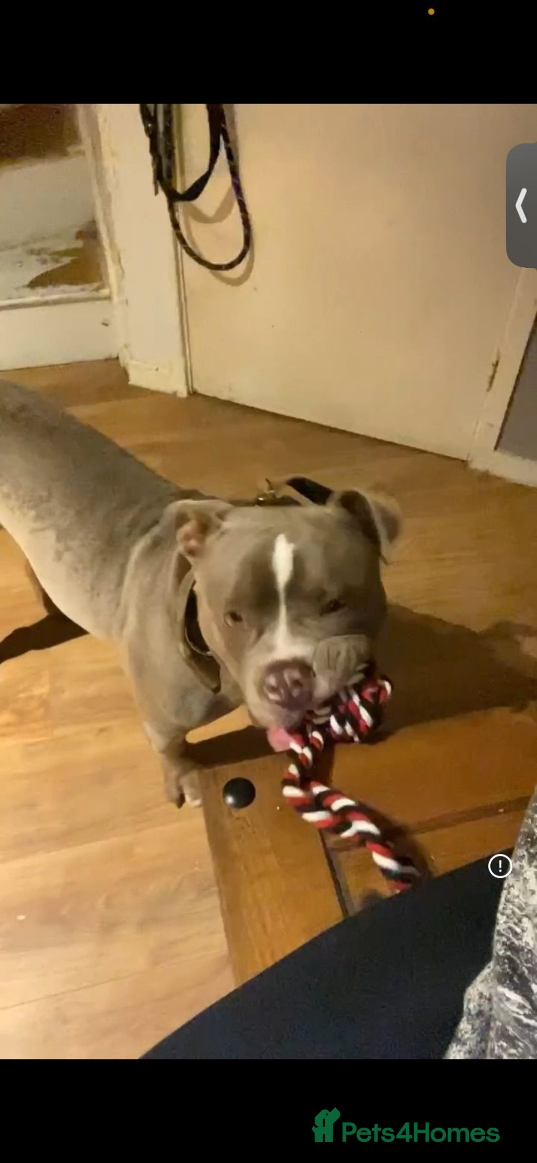 Mixed Breed dogs for sale: Blue  - Advert 2