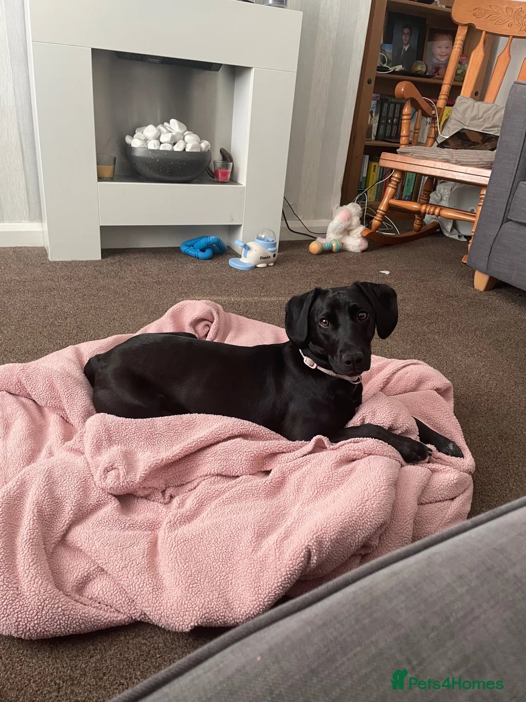 Springador dogs for sale: Springador 1 year old in Chester-le-Street - Advert 1