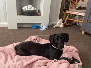 Springador dogs Springador 1 year old - Advert 3