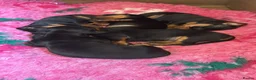 Miniature Dachshund dogs for sale: Stunning mini dachshund pups - Advert 3