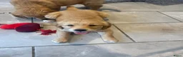 Golden Retriever dogs for sale: 1 Gorgeous Golden Retriever  Health Tested  - Advert 6