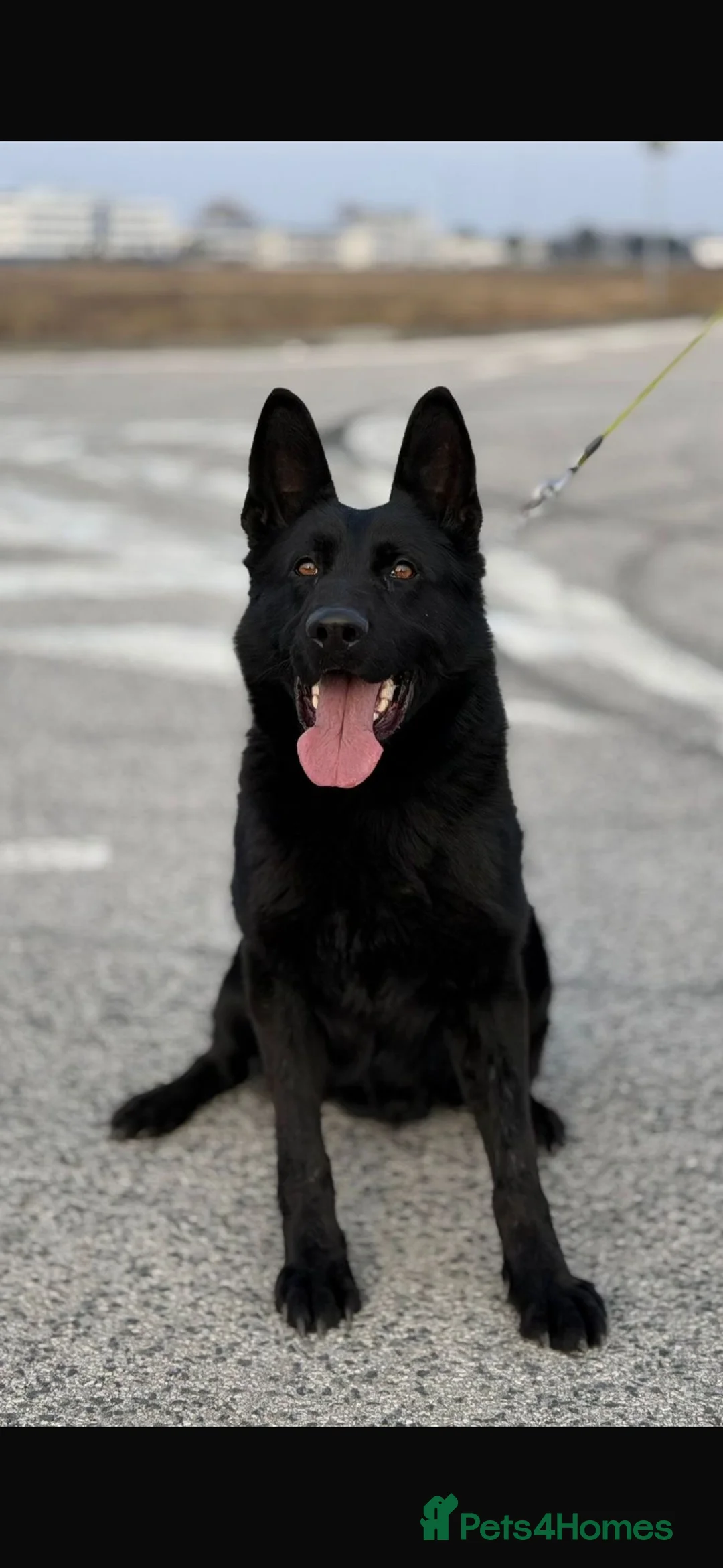 German Shepherd dogs for sale: Male Czech Working Line German Shepherd - Advert 2