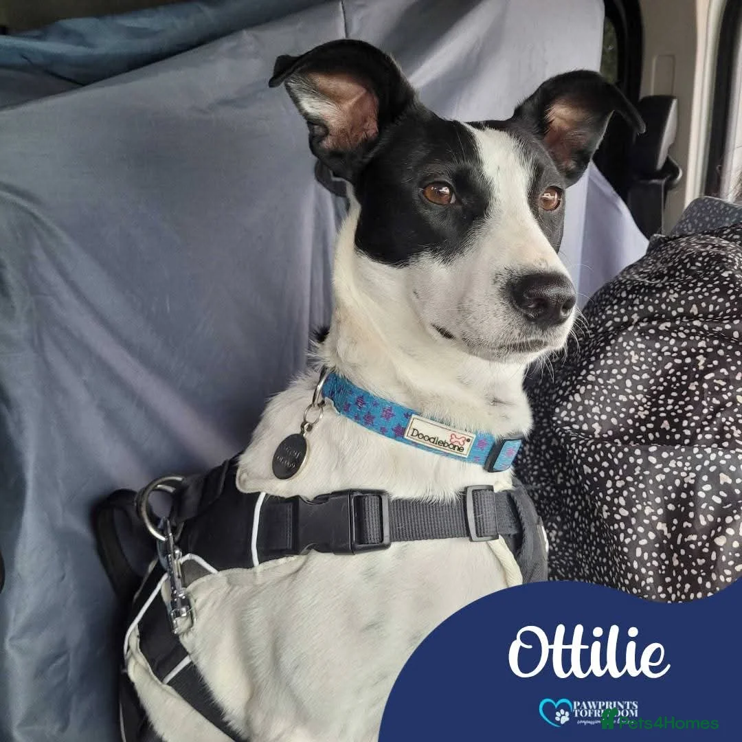 Mixed Breed dogs for adoption: Meet Ottilie,residing in North Lanarkshire  in Airdrie - Advert 1