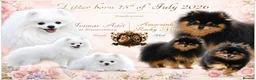 Pomeranian dogs for sale: SUPER TINY MINI POMERANIANS RKC - Advert 10