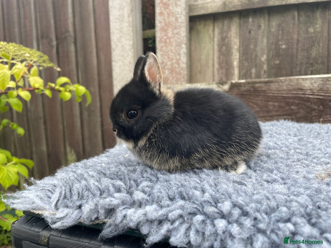 Netherland Dwarf rabbits for sale: Netherland Dwarf Babies & Adults available in Stoke-on-Trent - Image 14