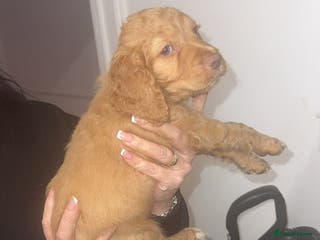 Cocker Spaniel dogs REDUCED💵cocker spaniel pup 1 girl left - Advert 7