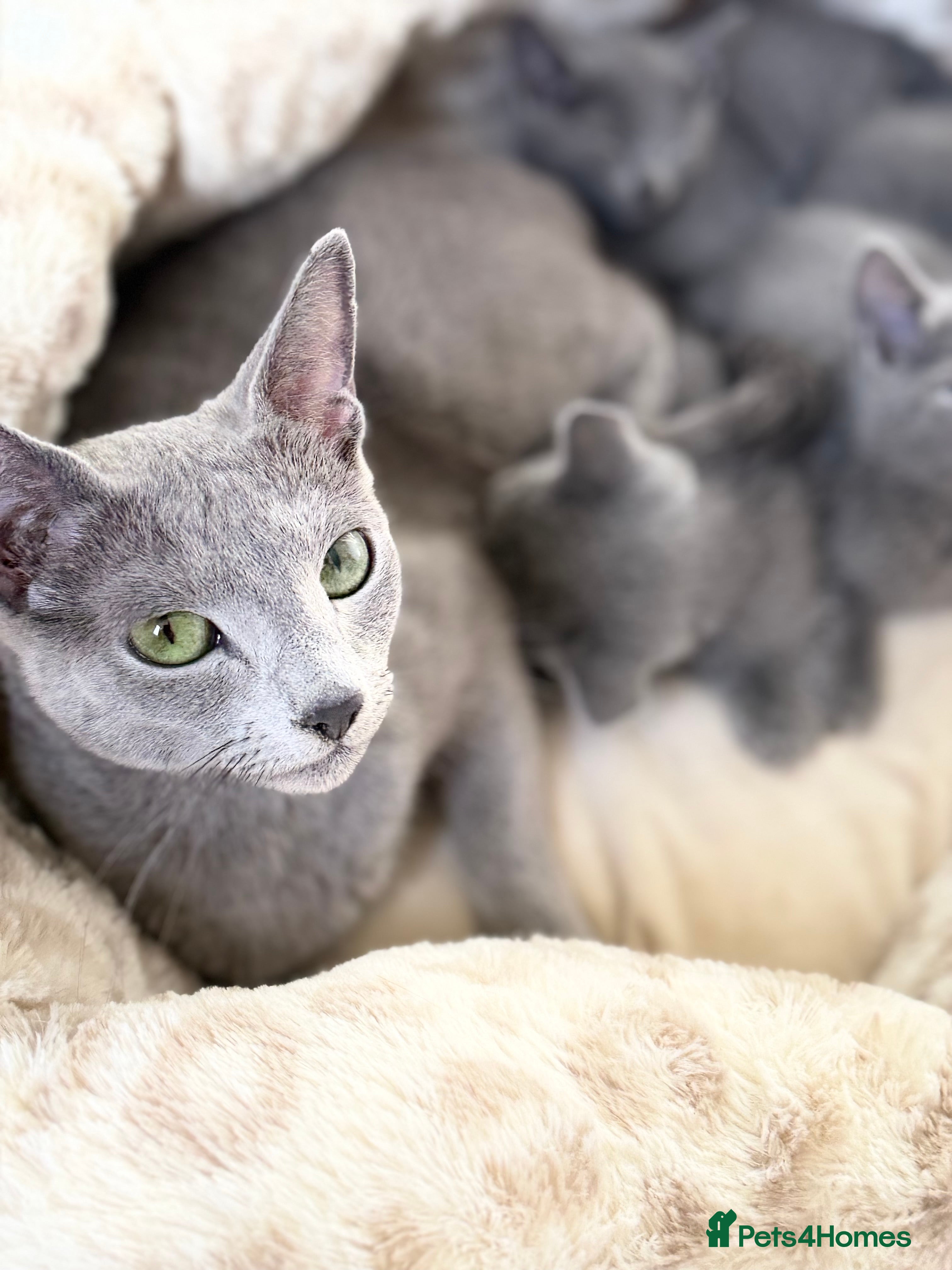 Russian Blue cats Russian Blue Female ACTIVE, TICA Registered. - Advert 3