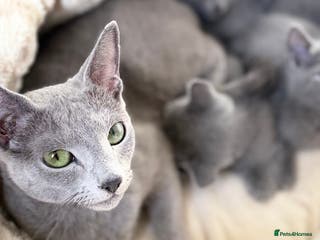 Russian Blue cats Russian Blue Female ACTIVE, TICA Registered. - Advert 3