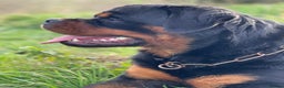 Rottweiler dogs for stud: BEAUTIFUL OLD TYPE BIG BONED ROTTIE! For stud in Mansfield - Advert 8