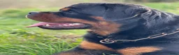 Rottweiler dogs for stud: BEAUTIFUL OLD TYPE BIG BONED ROTTIE! For stud in Mansfield - Advert 8