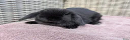 Mini Lop rabbits for sale: ❤️mini lop babies ❤️  - Advert 19