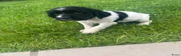 English Springer Spaniel dogs for sale: Last two boy Springer Spaniel Puppies  - Advert 4
