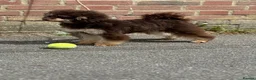 Toy Poodle dogs for stud: Chocolate Phantom Toy Poodle For Stud  - Advert 4