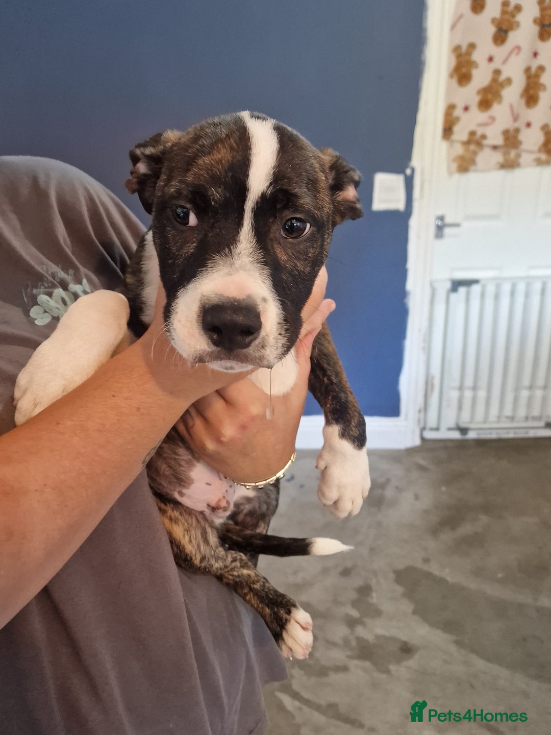 Mixed Breed dogs for sale: Pups  - Image 2