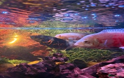 Cichlids fish for sale: 3 Oscars, 1 Cuban Cichlid - Image 9