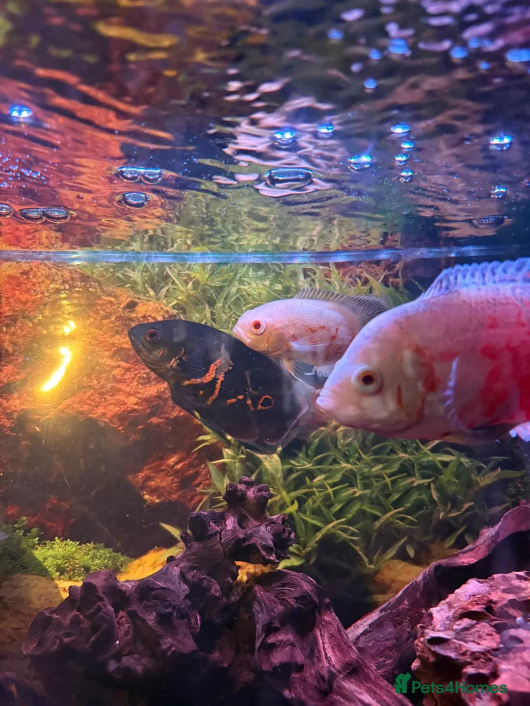 Cichlids fish for sale: 3 Oscars - Advert 9