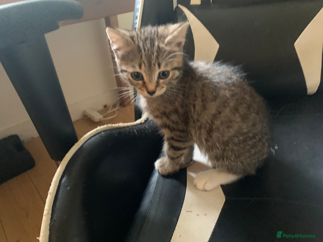 Mixed Breed cats for sale: Five Gorgeous Kittens available now ! - Image 31