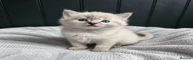 Boy 1