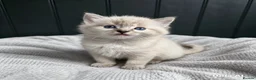 Ragdoll cats for sale: Ragdoll kittens  in Washington - Advert 5