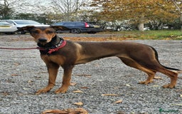 Mixed Breed dogs for adoption: BEAUTIFUL BONNIE  - Image 16