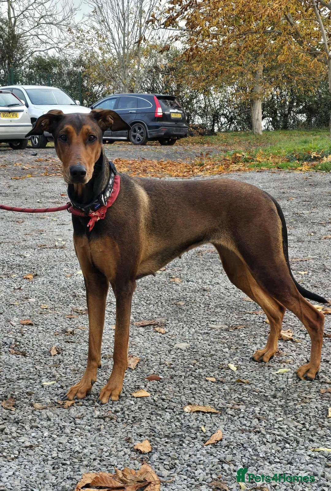 Mixed Breed dogs for adoption: BEAUTIFUL BONNIE  - Image 16