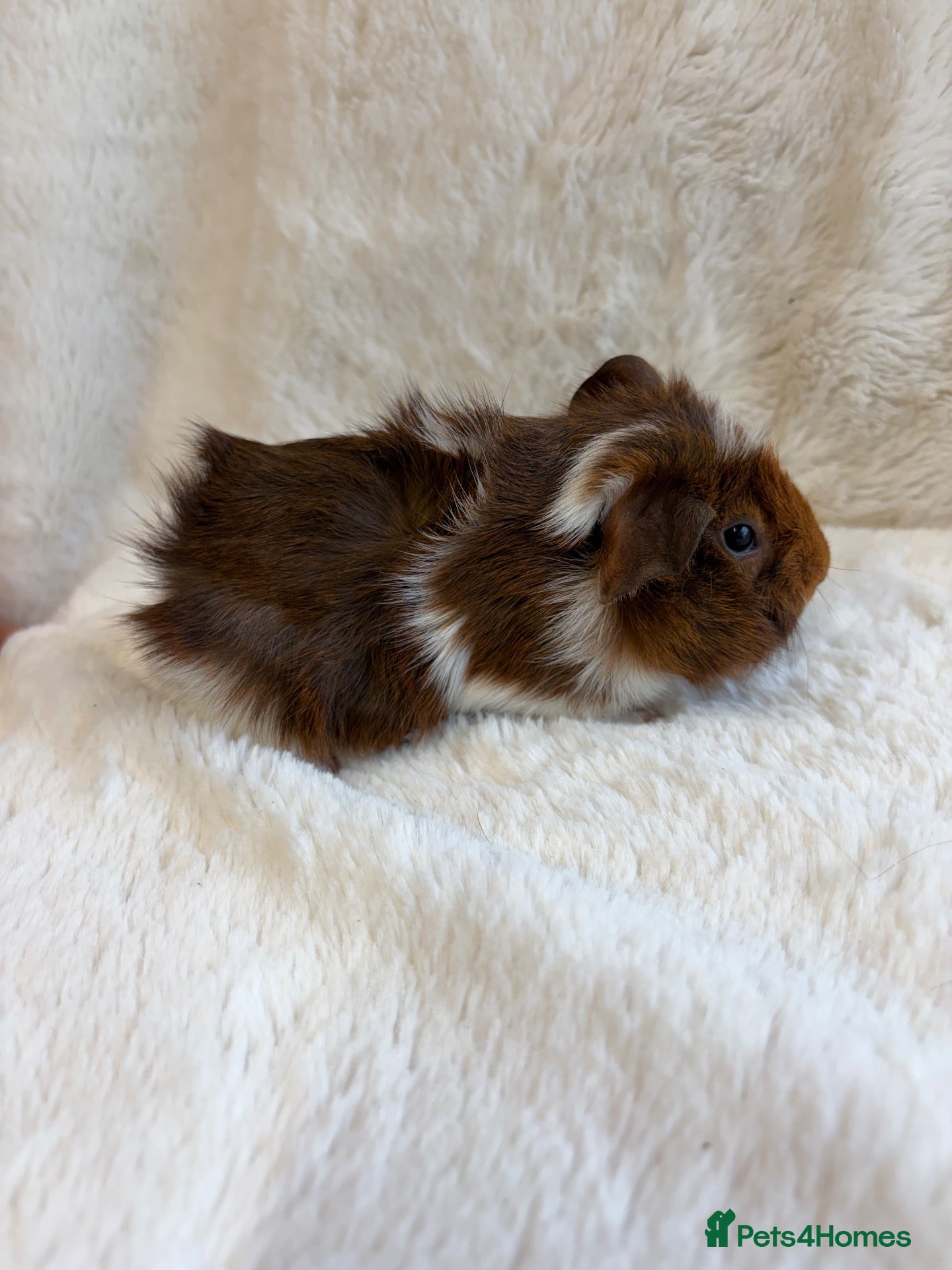 Guinea Pig rodents for sale: Sheltie and funky baby boys  - Advert 2