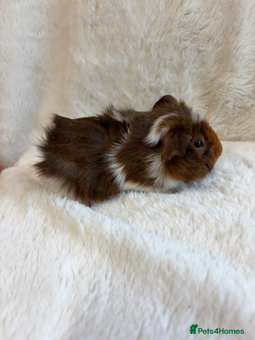 Guinea Pig rodents for sale: Sheltie and funky baby boys  in Uttoxeter - Advert 2