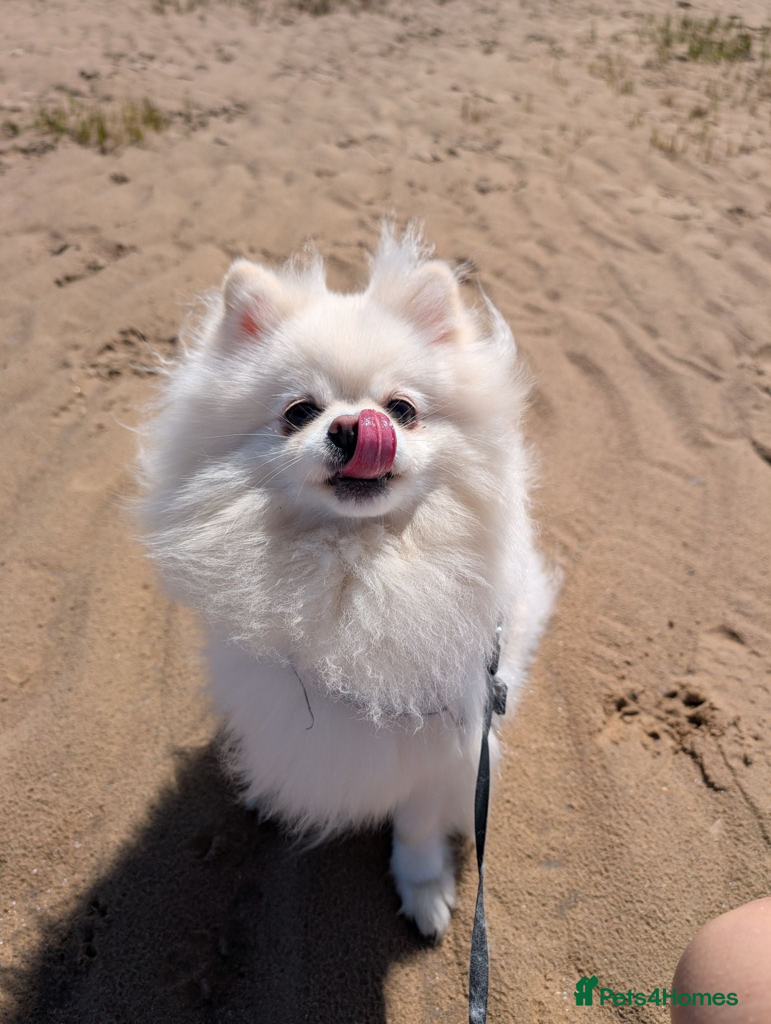 Pomeranian dogs Our Beautiful Pom looking for a Forever Home - Advert 1