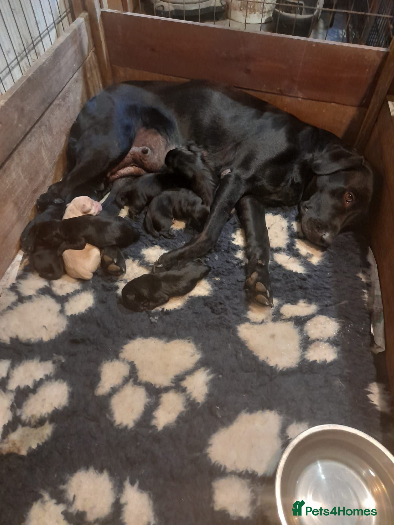 Labrador Retriever dogs Labrador puppies  - Advert 1