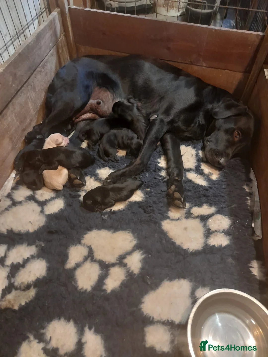 Labrador Retriever dogs for sale: Labrador puppies  - Advert 1