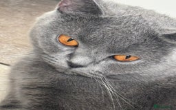 British Shorthair cats for sale: Cutie Female British Short Hair - Image 4