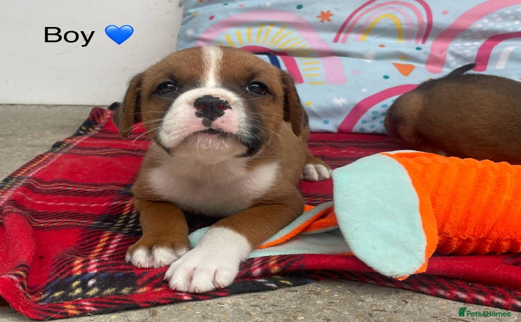 Boxer dogs - Advert 2