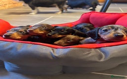Miniature Dachshund dogs for sale: Miniature Dachshund  - Image 2