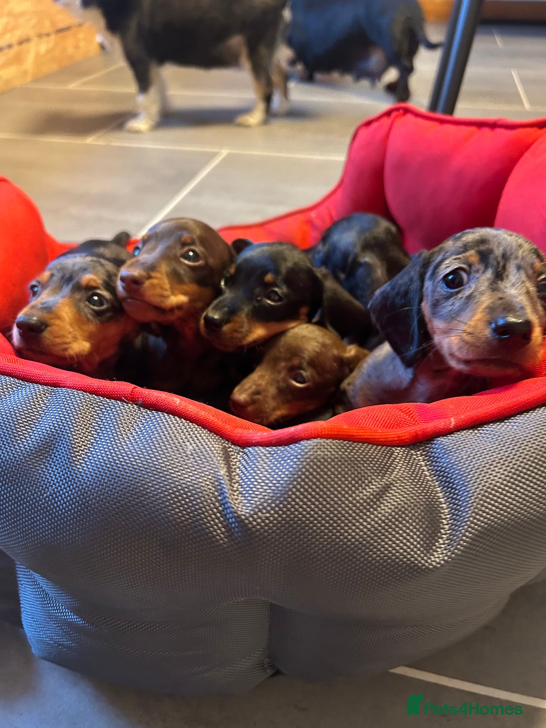 Miniature Dachshund dogs for sale: Miniature Dachshund  - Image 2
