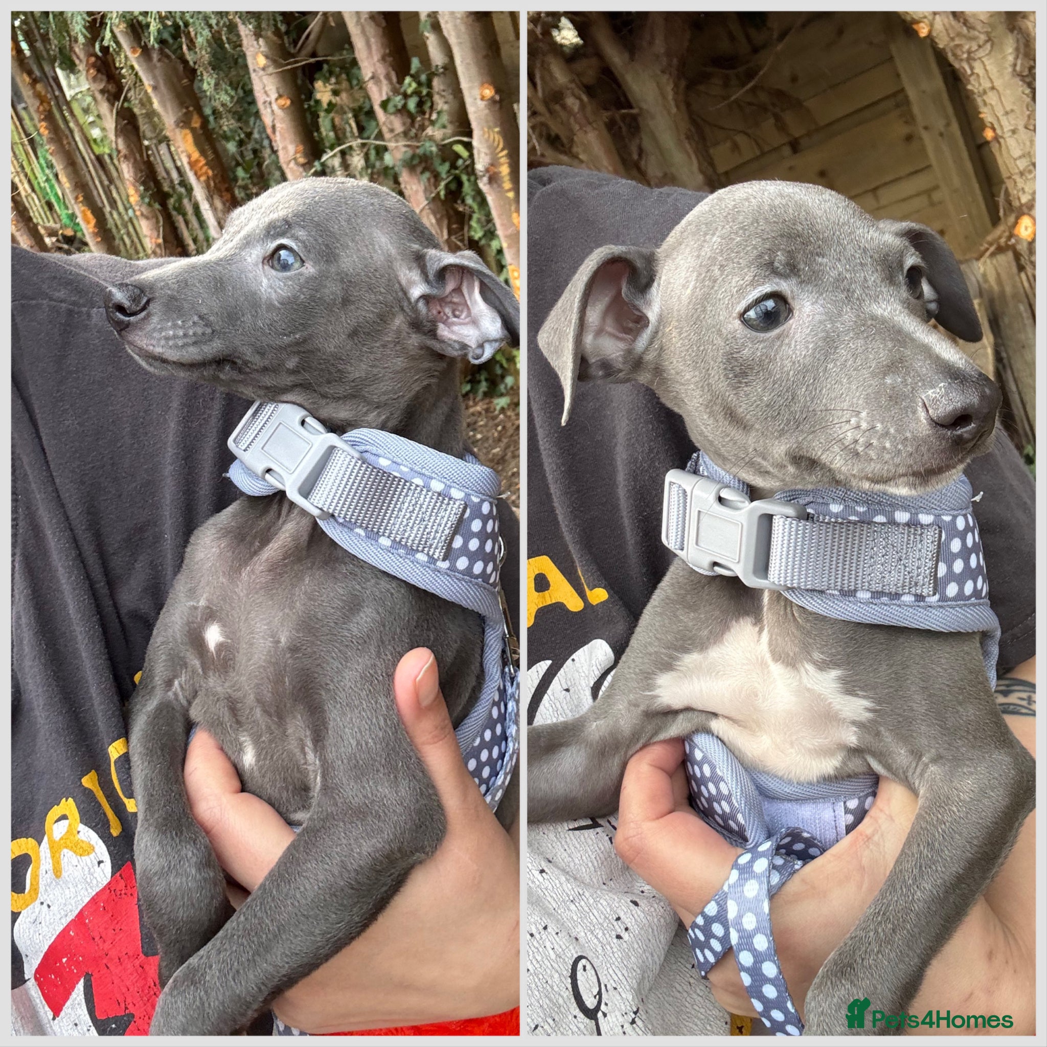Italian Greyhound dogs Blue Italian Greyhound Pups Ready Now  - Advert 1