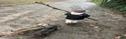 Dachshund dogs for sale: Lovely Pair Dachshunds Looking for a Forever Home in Derby - Advert 7