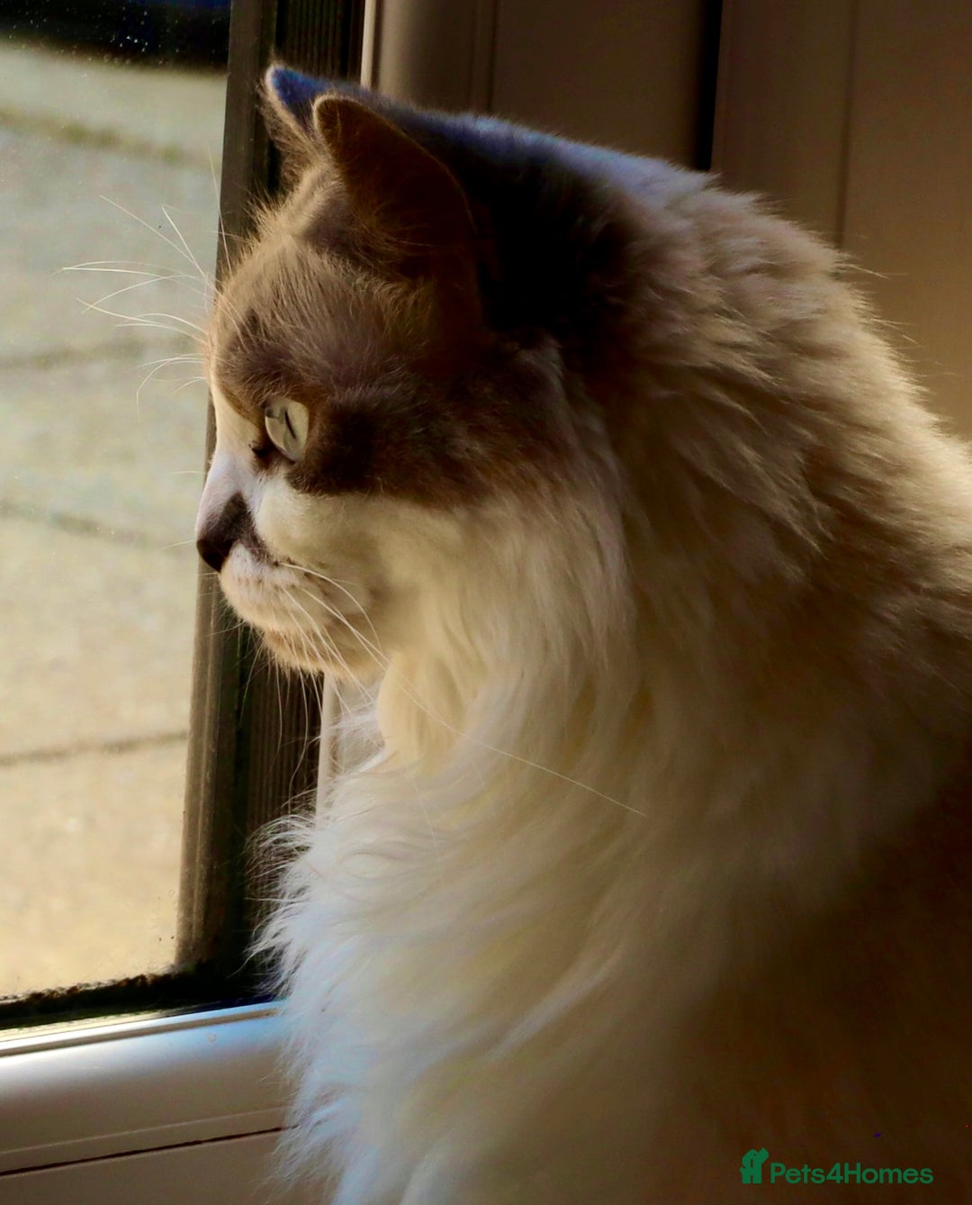 Ragdoll cats for sale: Ragdoll, Un-Neutered Female - Advert 8