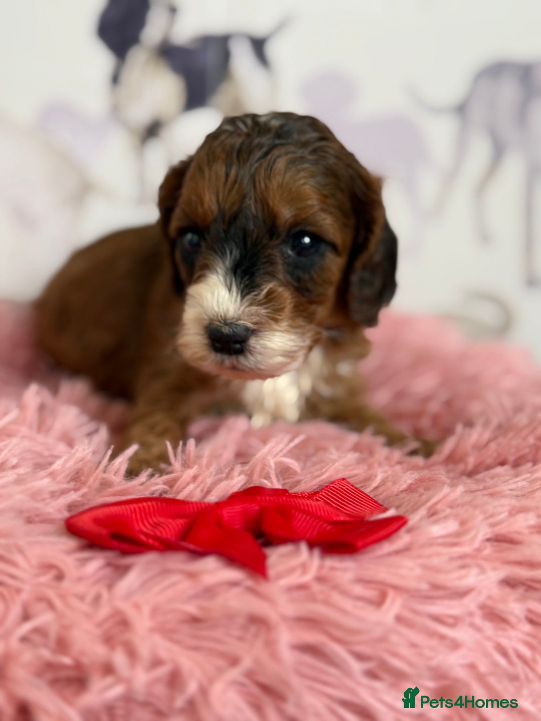 Cockapoo dogs for sale: F1 Cockapoo’s **fully DNA tested** - Image 6