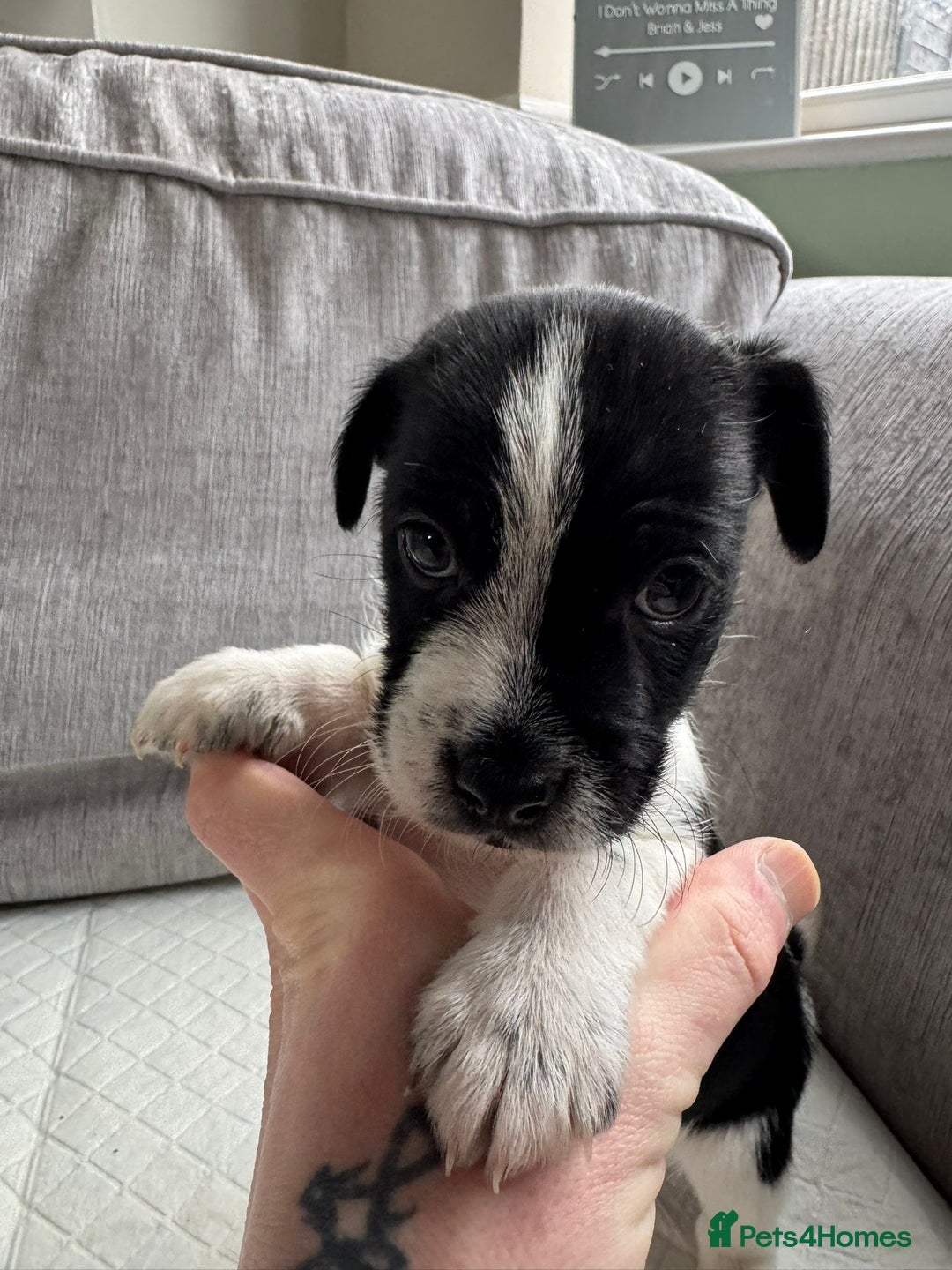 Mixed Breed dogs for sale: cavalier king charles X jack russell puppies  - Advert 3