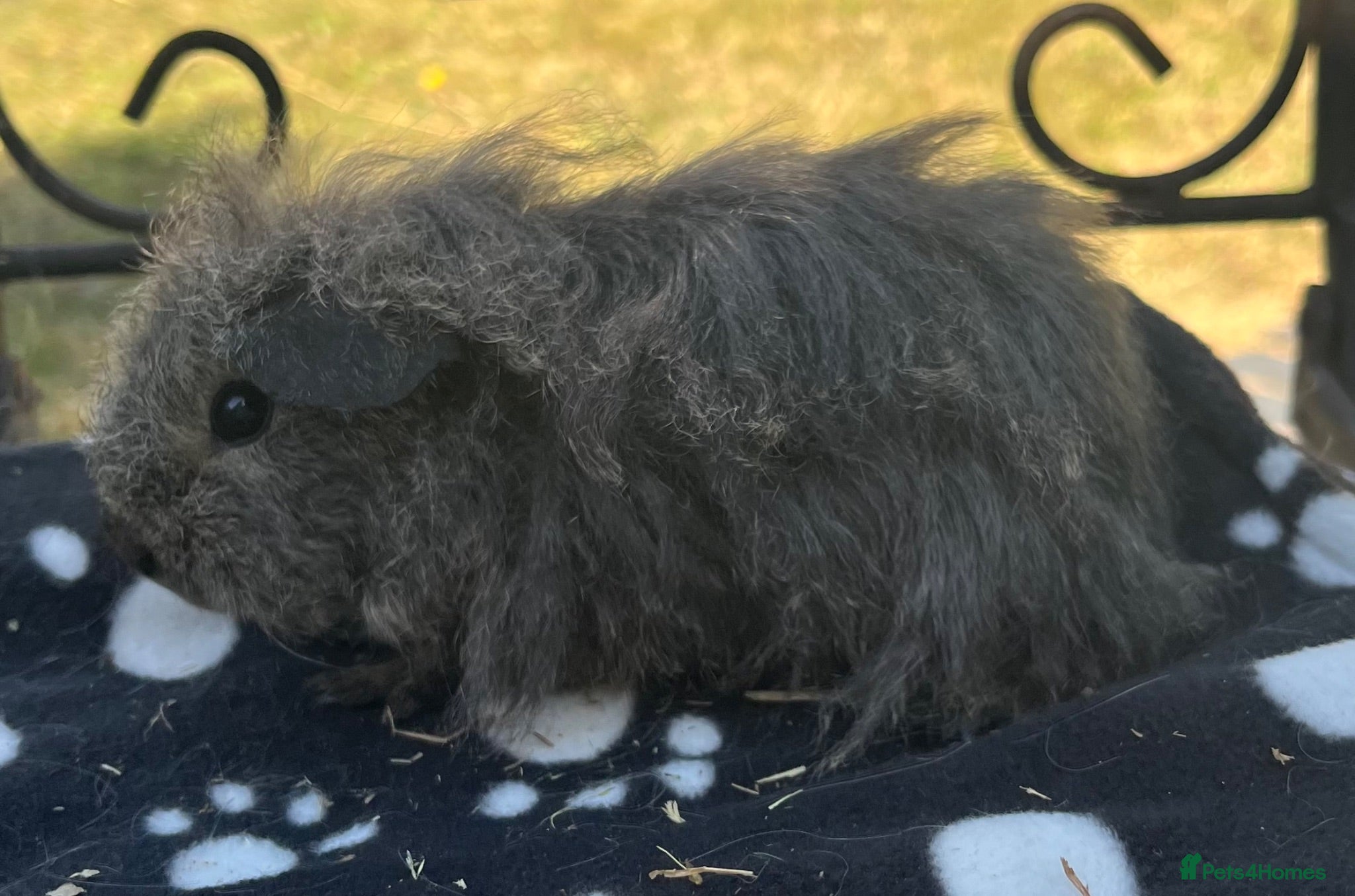 Guinea Pig rodents Guniea pigs - Advert 4