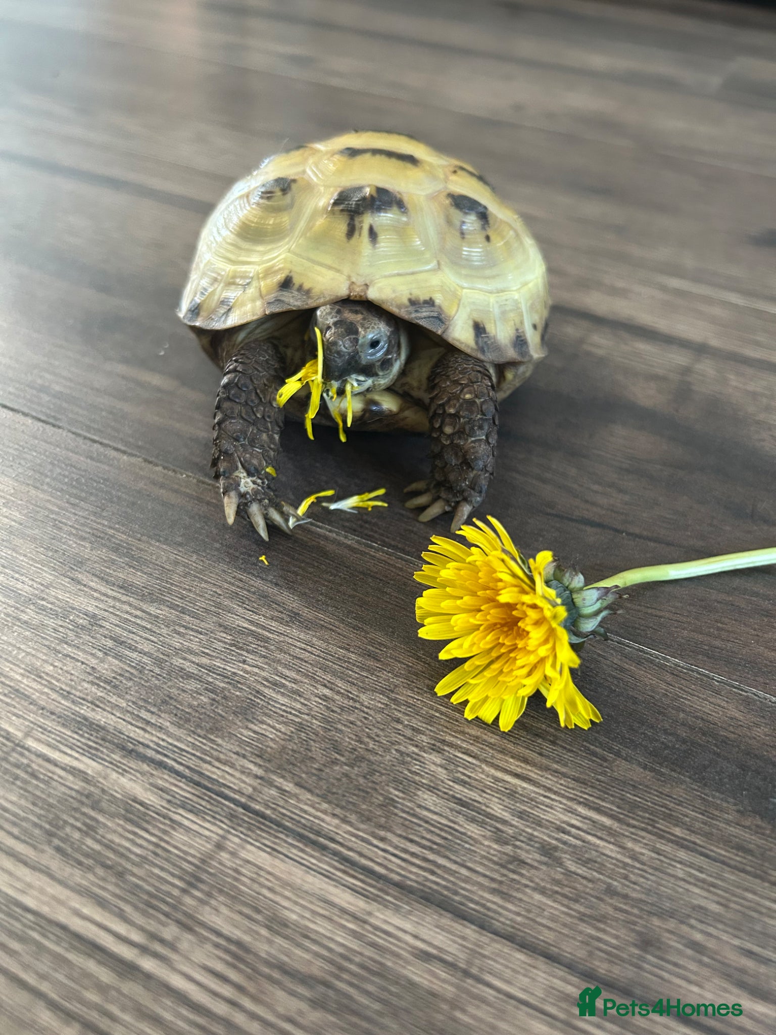 Tortoise reptiles Tortoise 4 year old male  - Advert 1