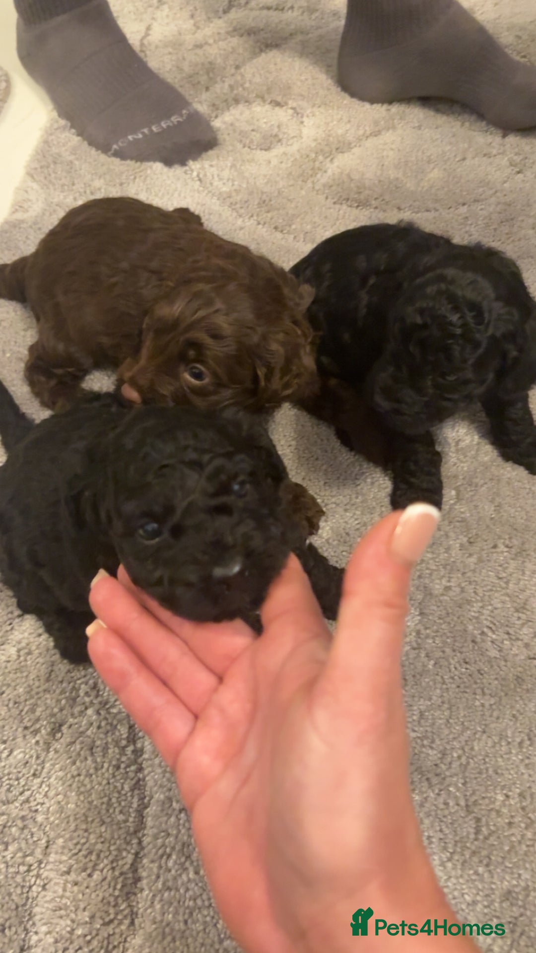 Cockapoo dogs for sale: Beautiful cockapoo puppies for sale - Advert 16