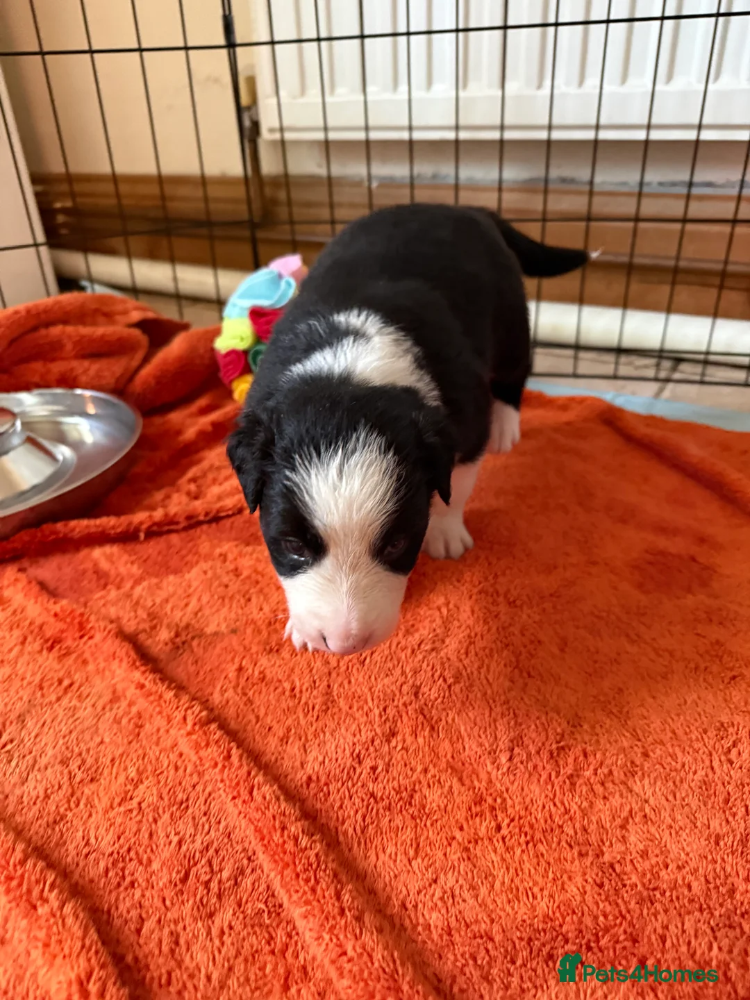 Border Collie dogs for sale: Border collie puppies seeking working/active homes - Advert 23